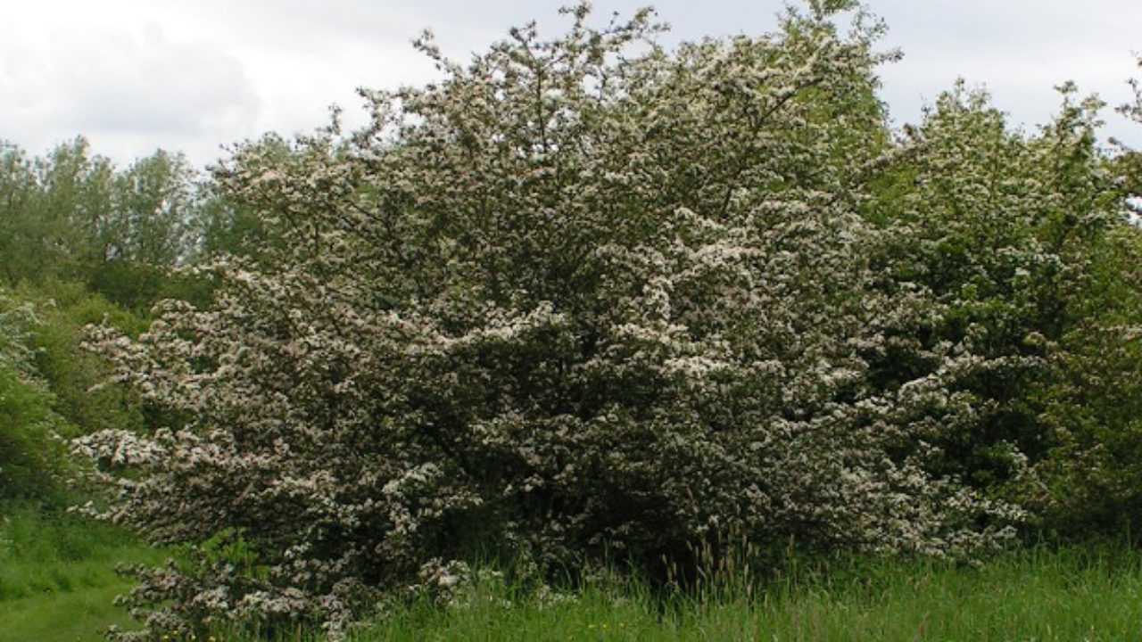 Боярышник петушья шпора