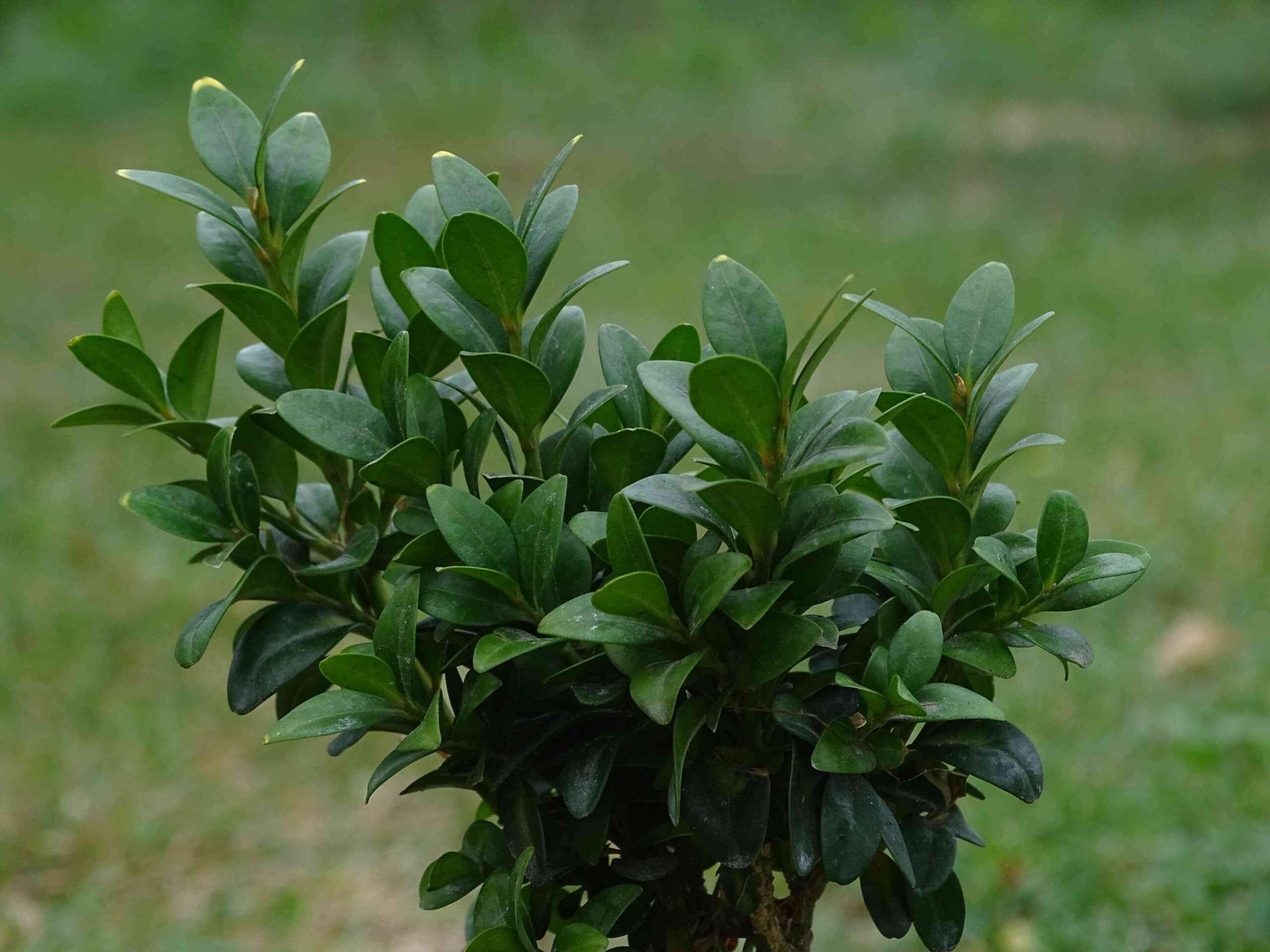 Самшит вечнозеленый