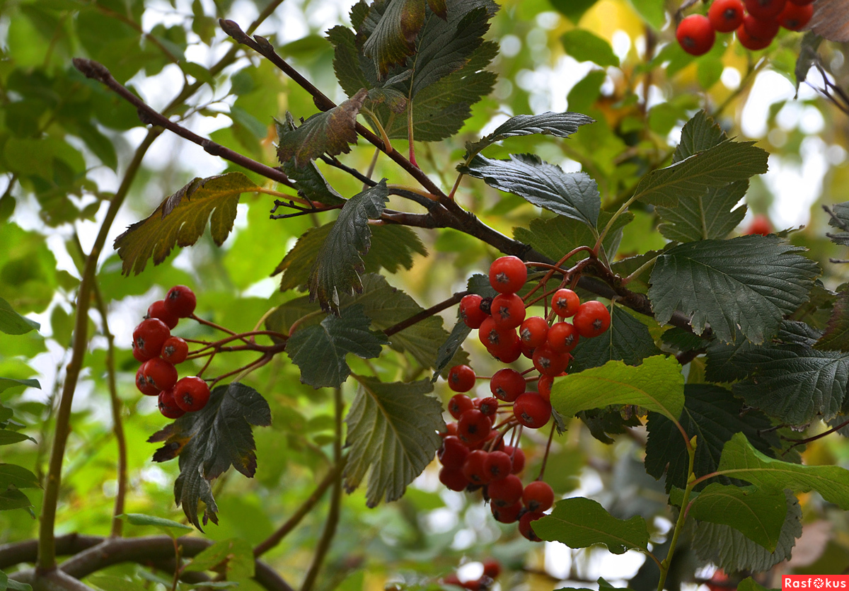 Рябина промежуточная