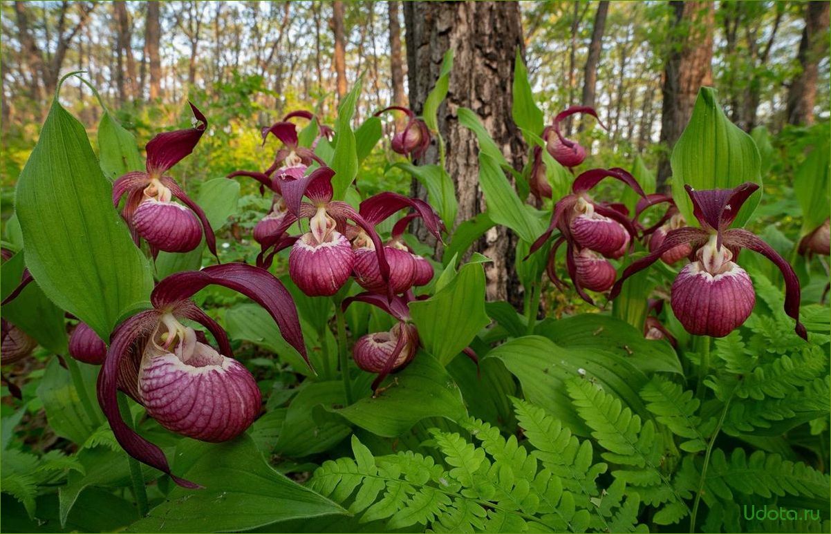 Башмачок крупноцветковый