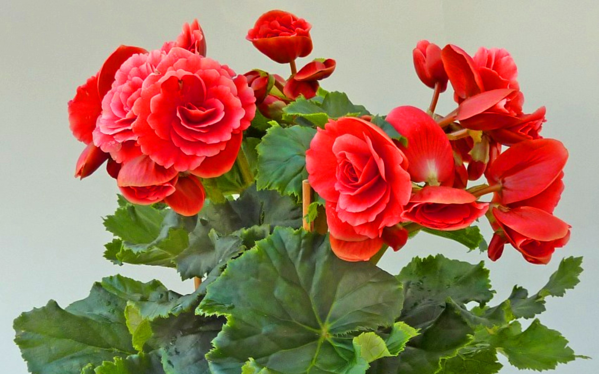 Бегония Бегония