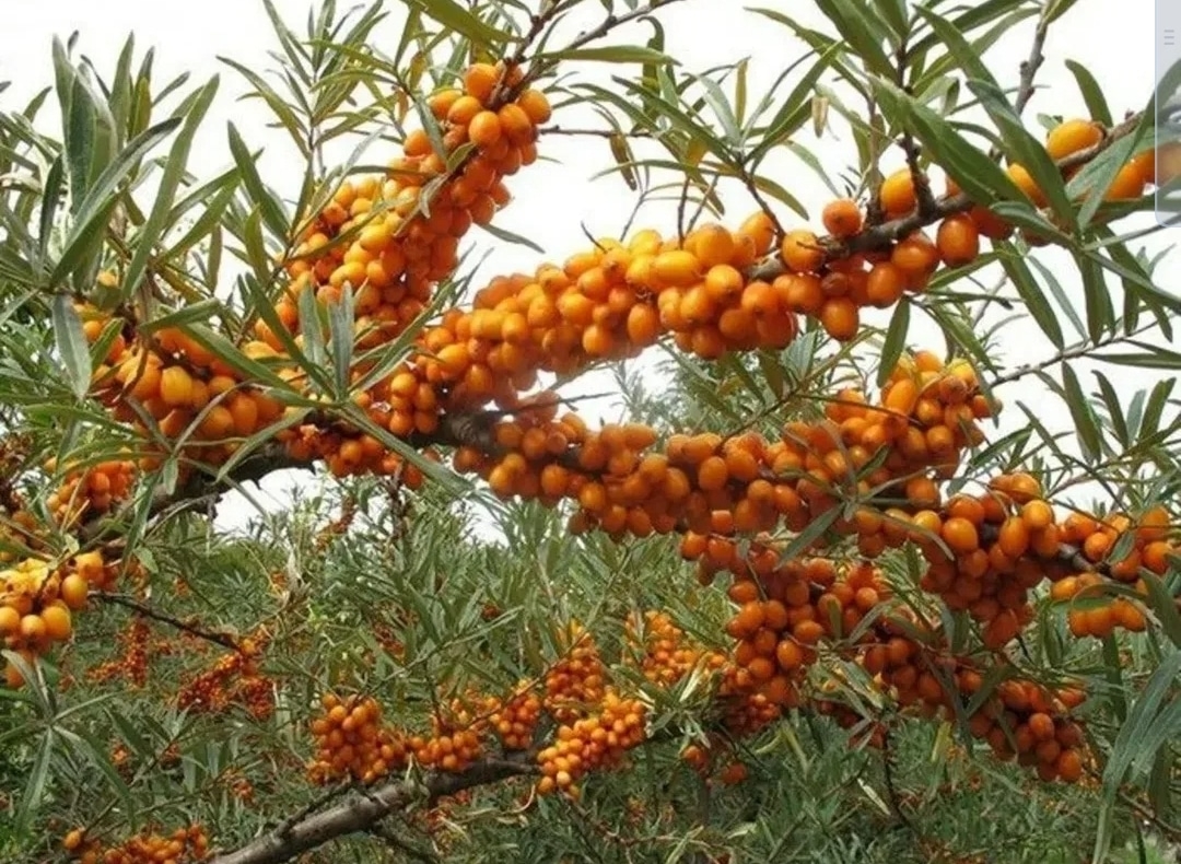 Облепиха Облепиха