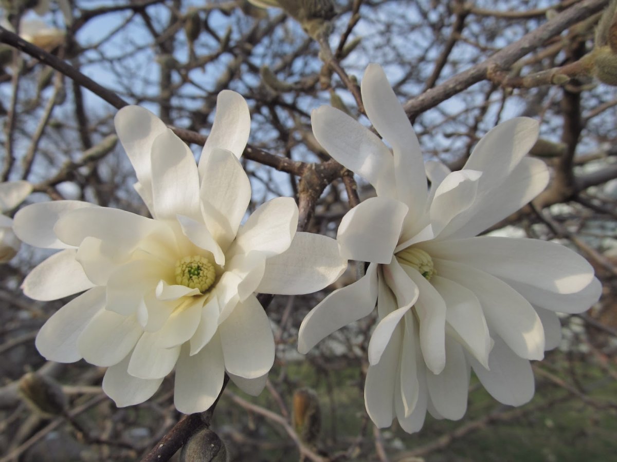 Магнолия звездчатая