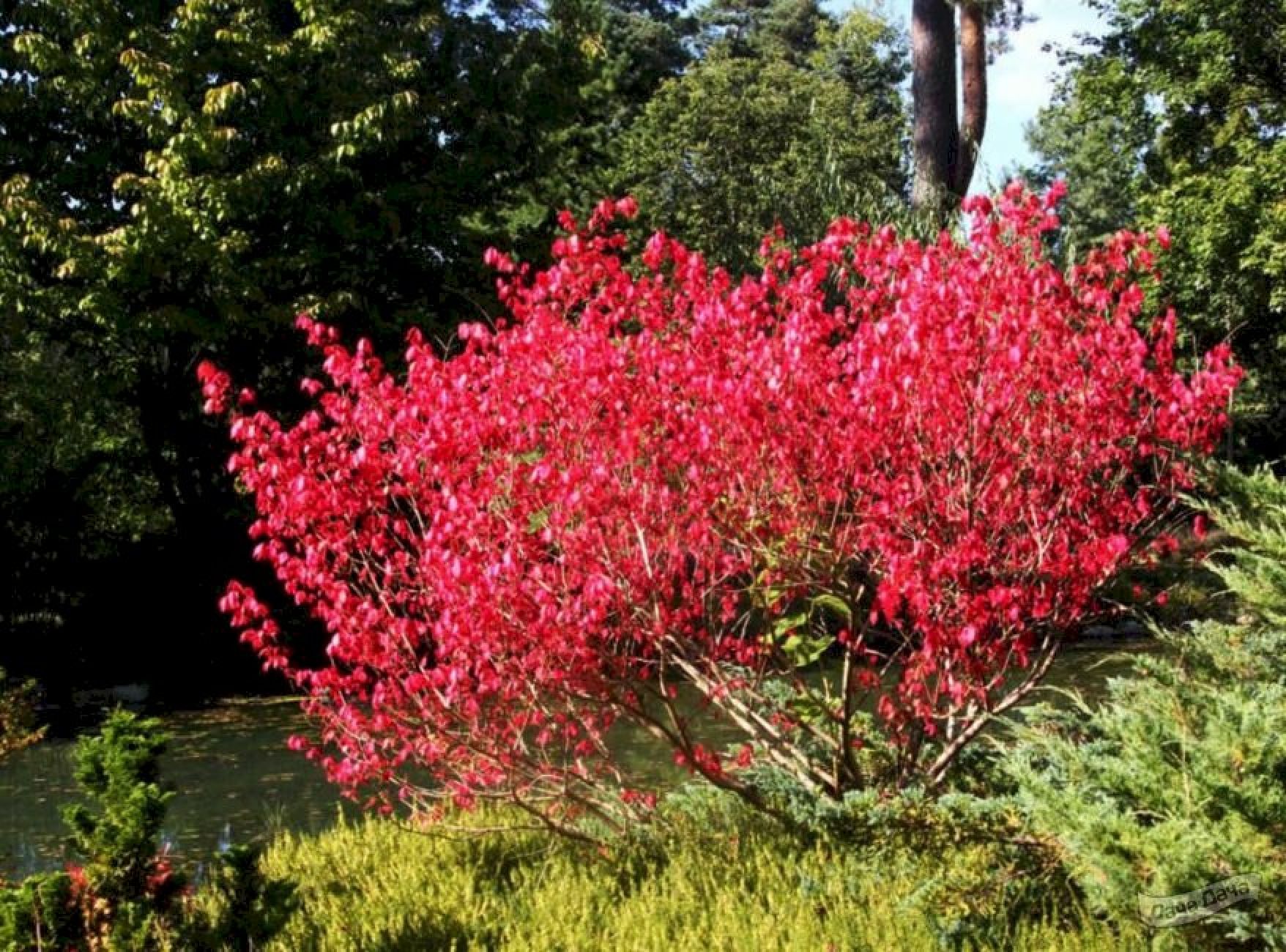 Бересклет европейский