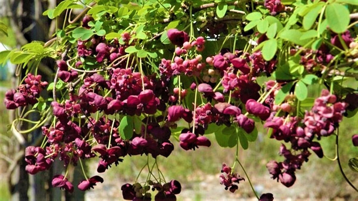 Акебия крупноцветковая