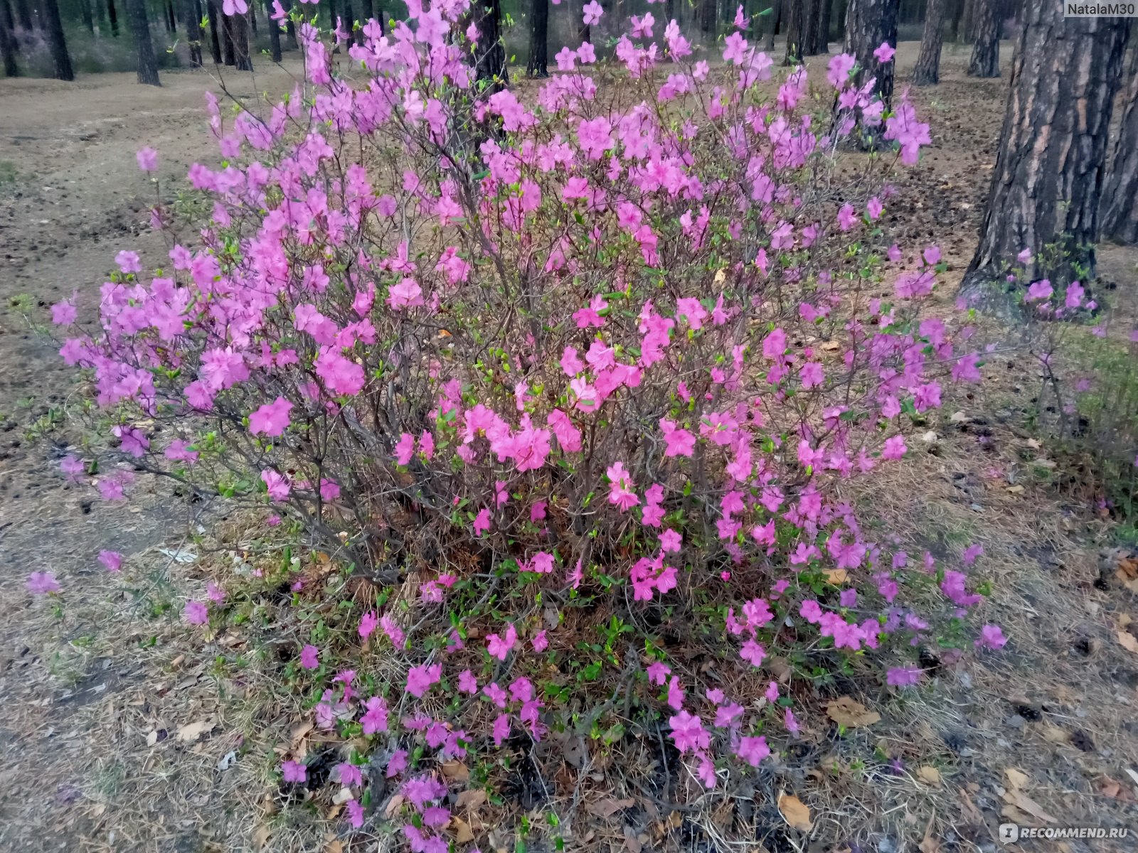 Багульник крупнолистный