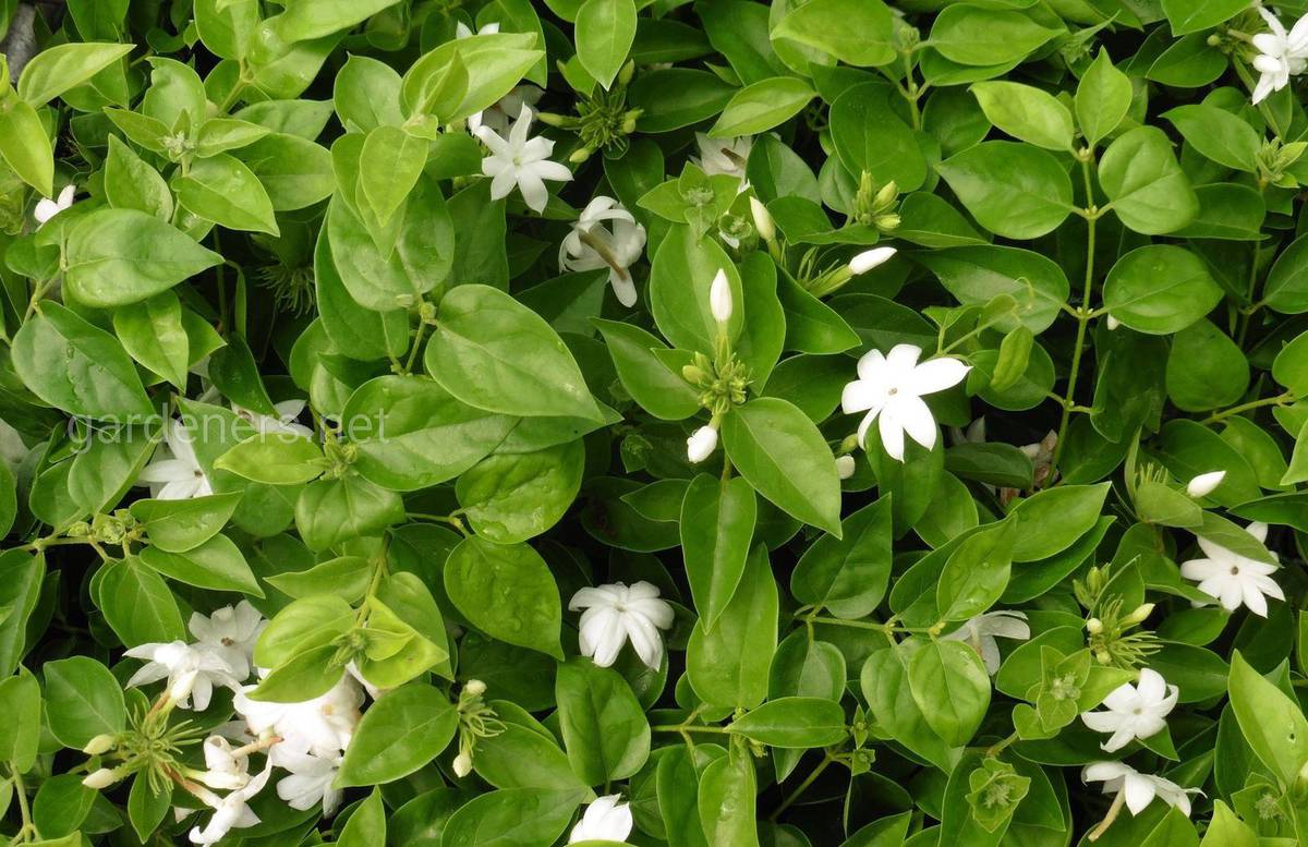 Жасмин самбак