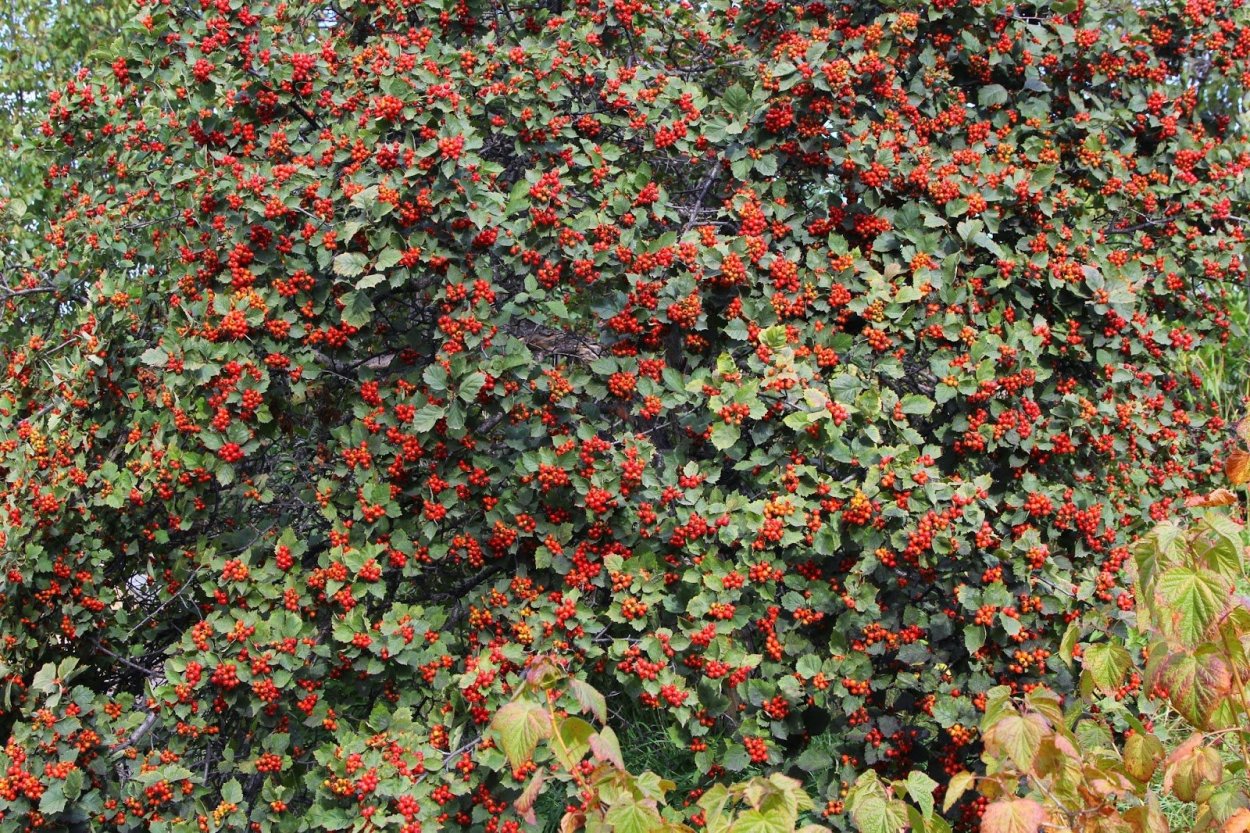 Боярышник кроваво-красный