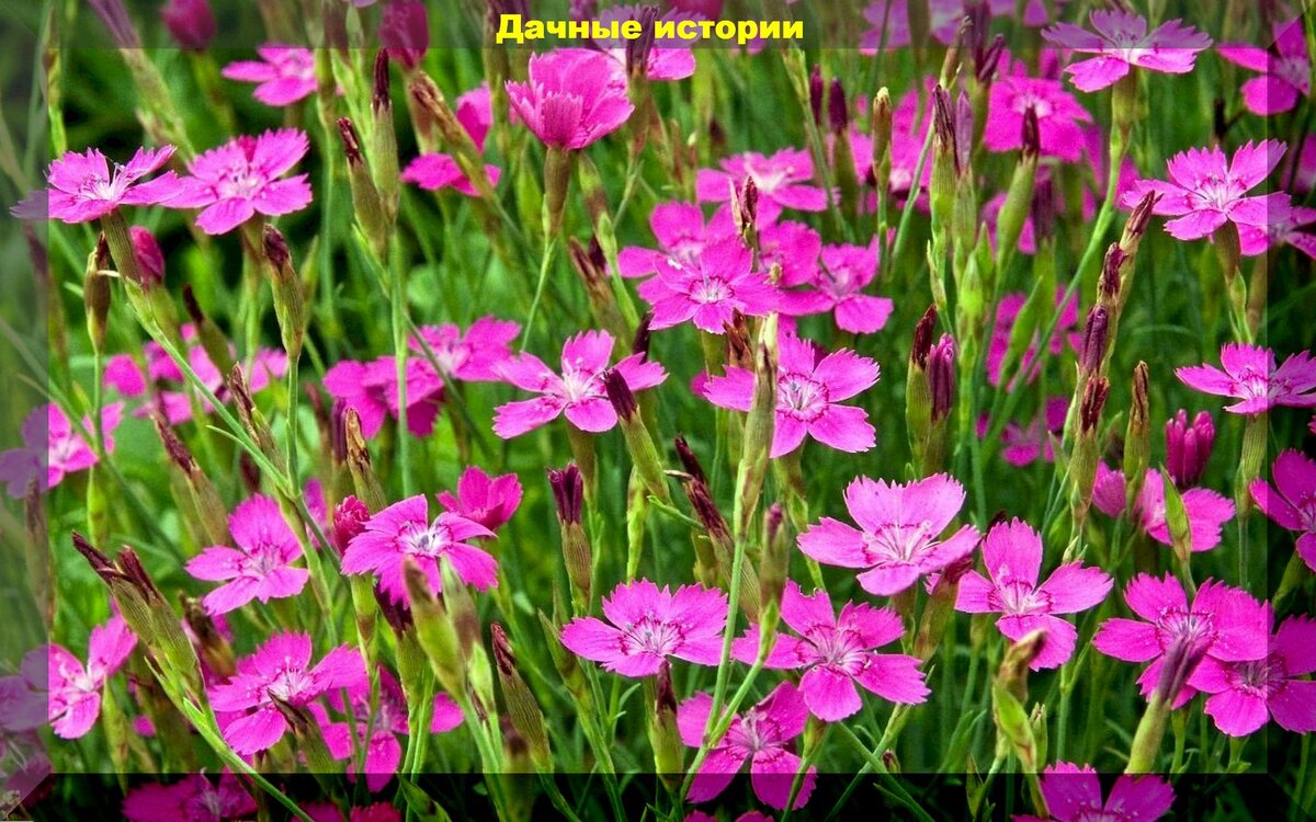 Гвоздичник Гвоздичник