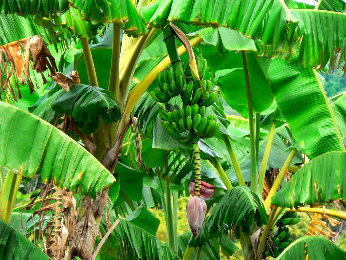 Банан райский Банан райский