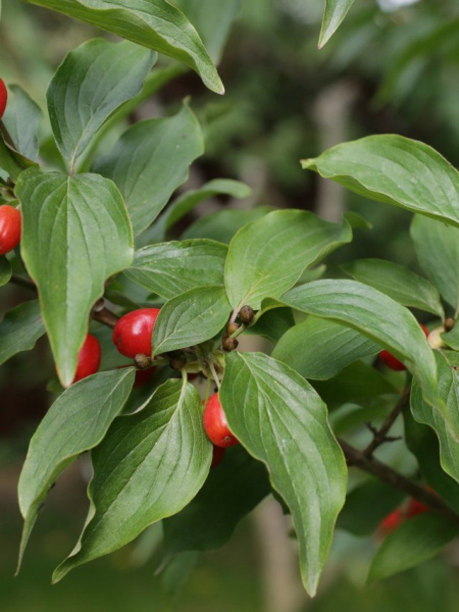 Дерен мужской