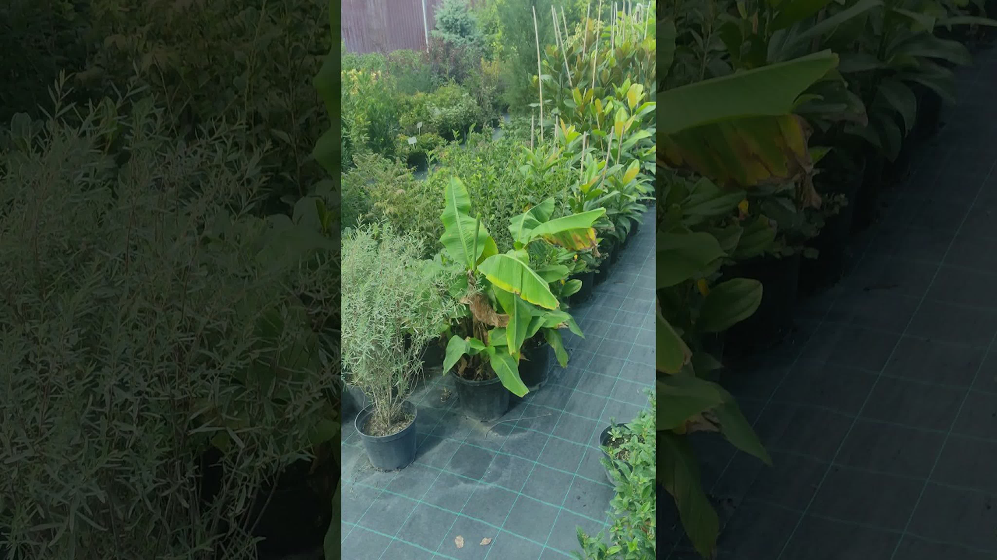 Банан дарджилингский