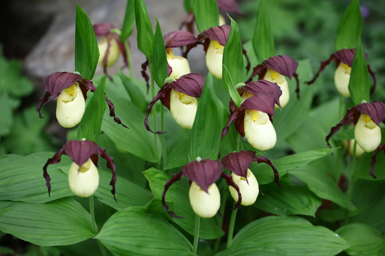 Башмачок кентуккийский