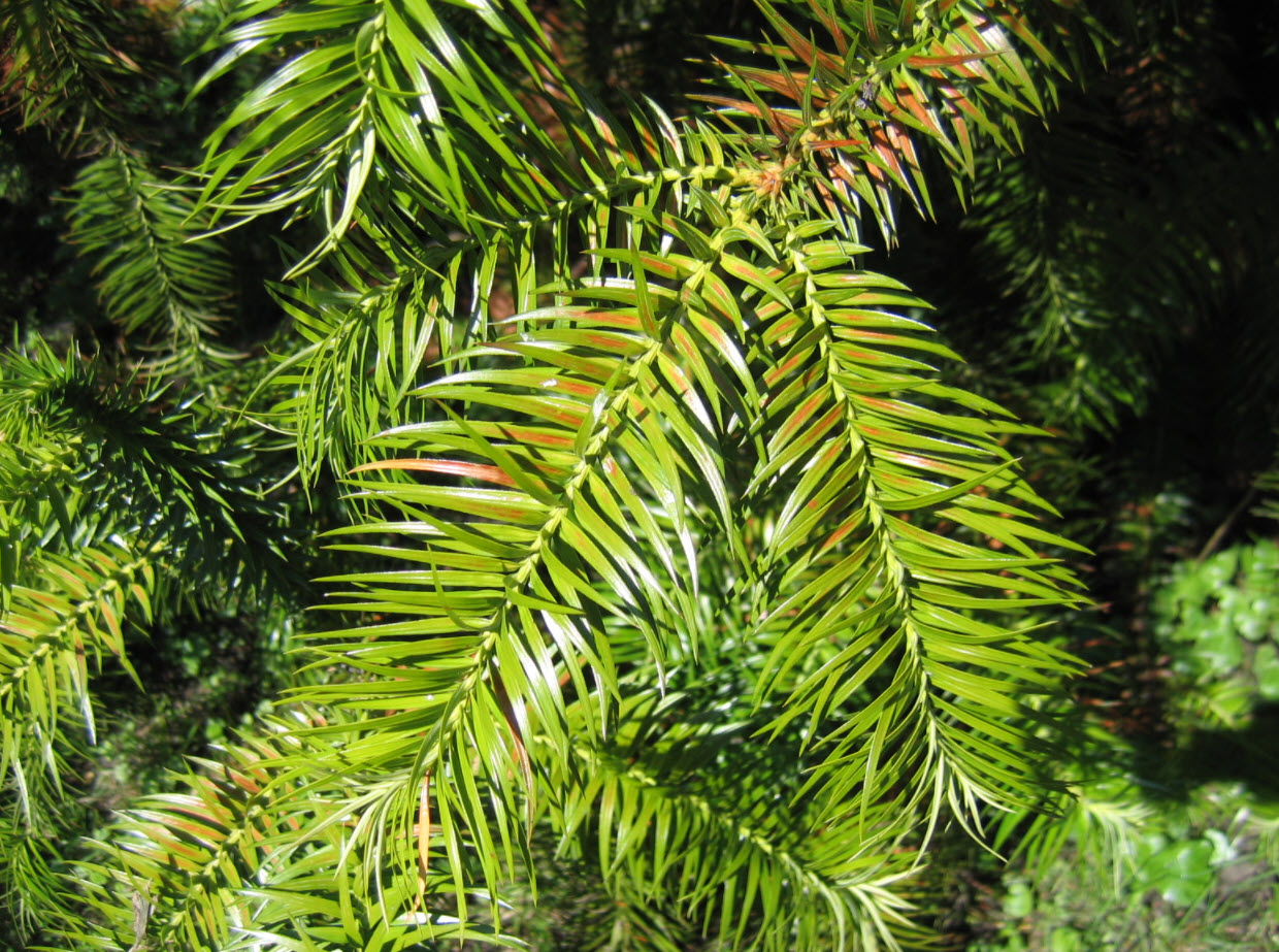 Куннингамия