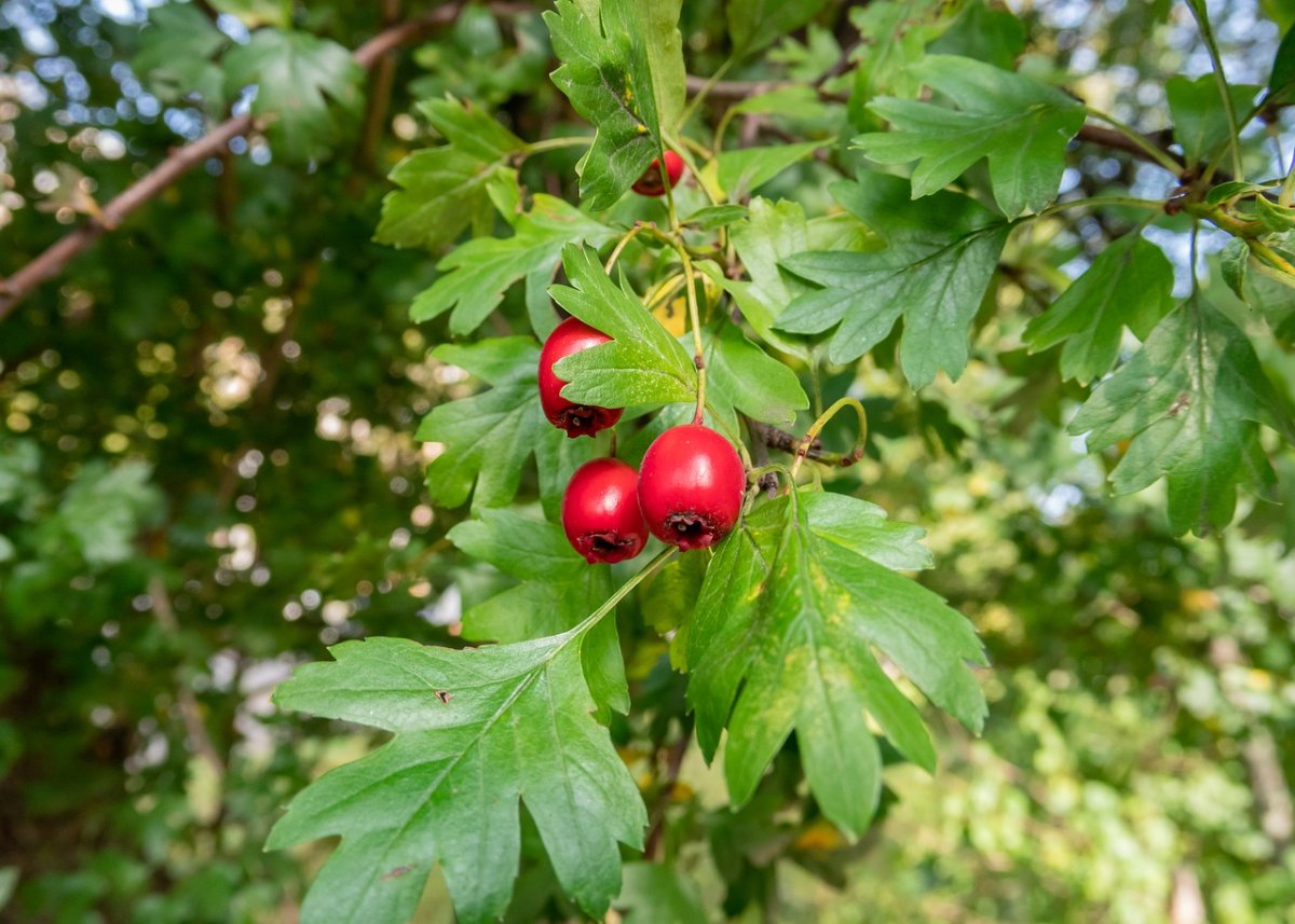 Боярышник перистонадрезанный