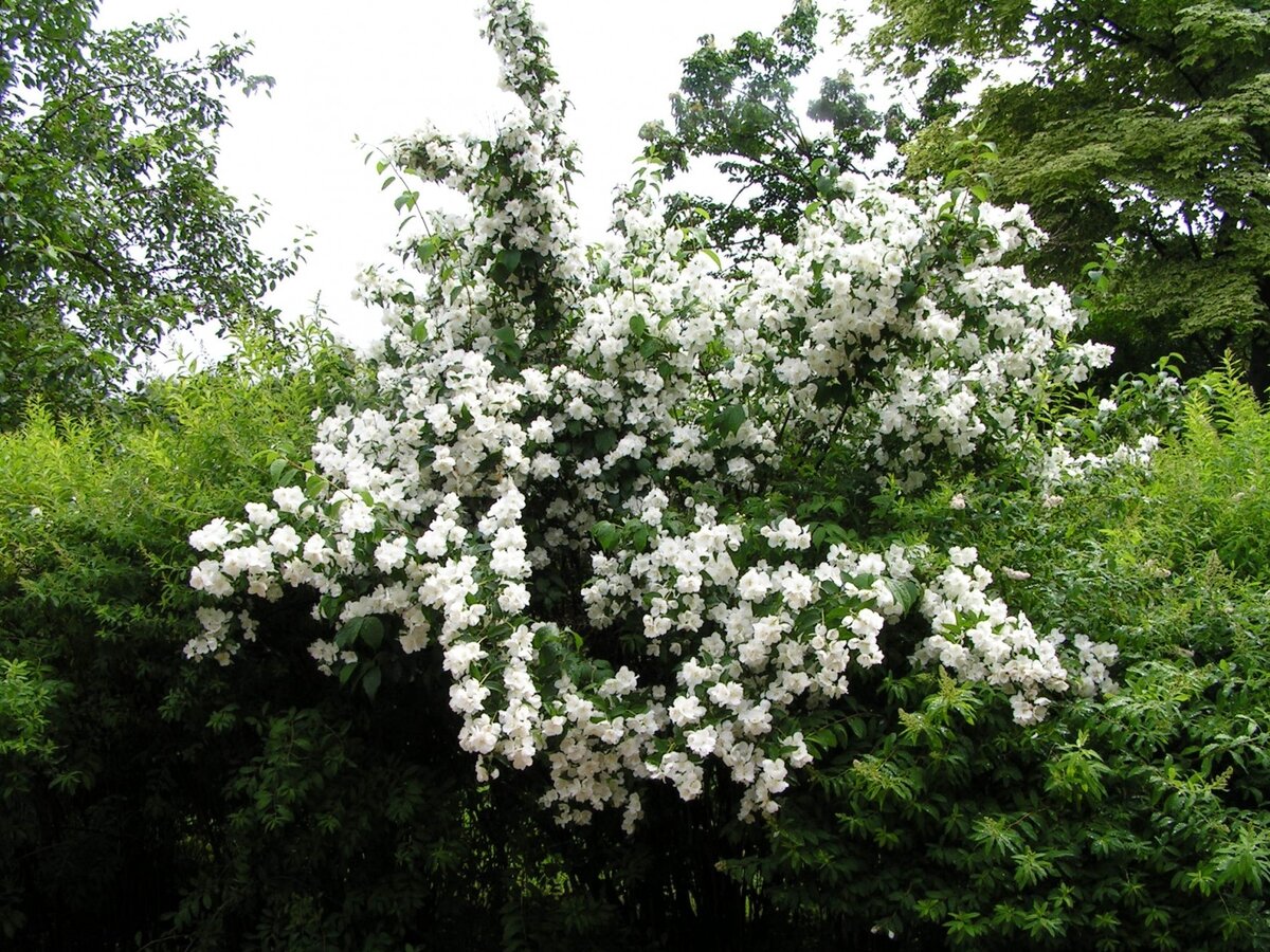 Жасмин карликовый