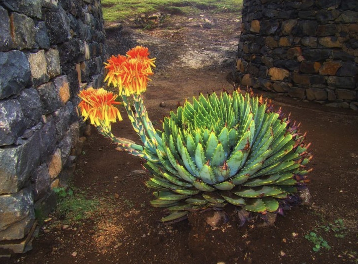 Глициния прекрасная Глициния прекрасная