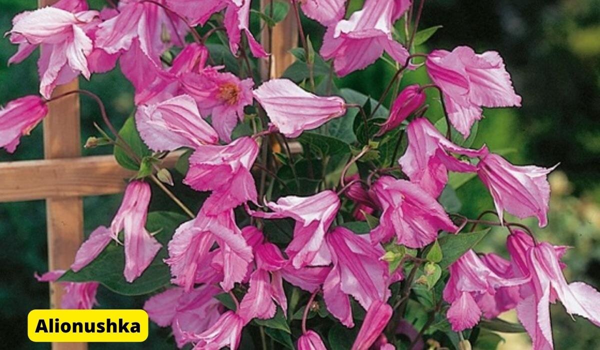 Клематис Интегрифолия