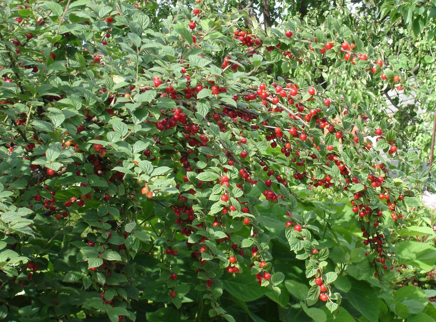 Кустарниковая вишня
