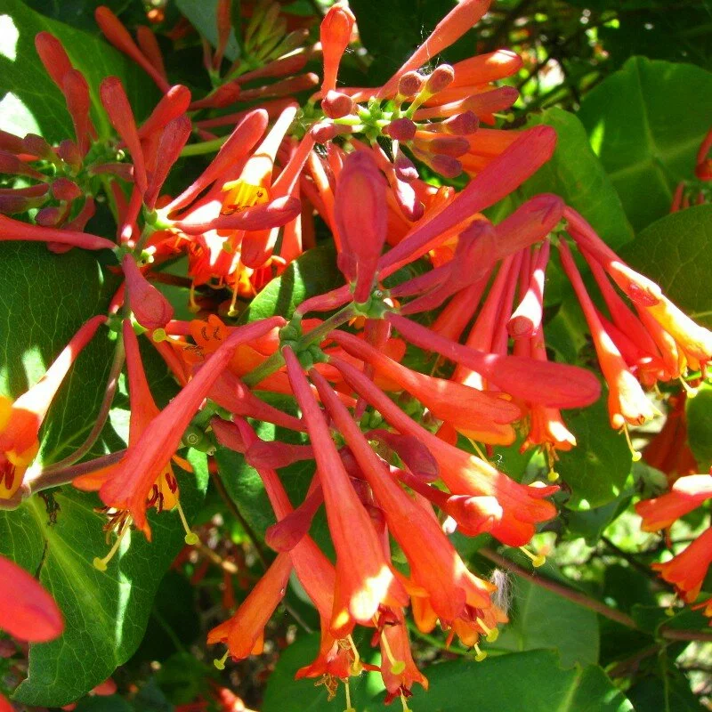 Жимолость Брауна