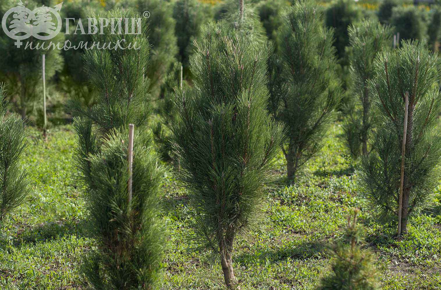 Сосна черная