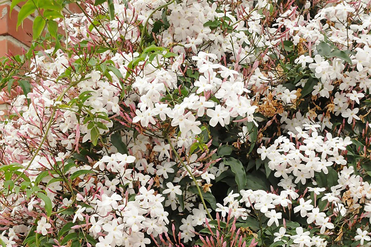 Жасмин лекарственный