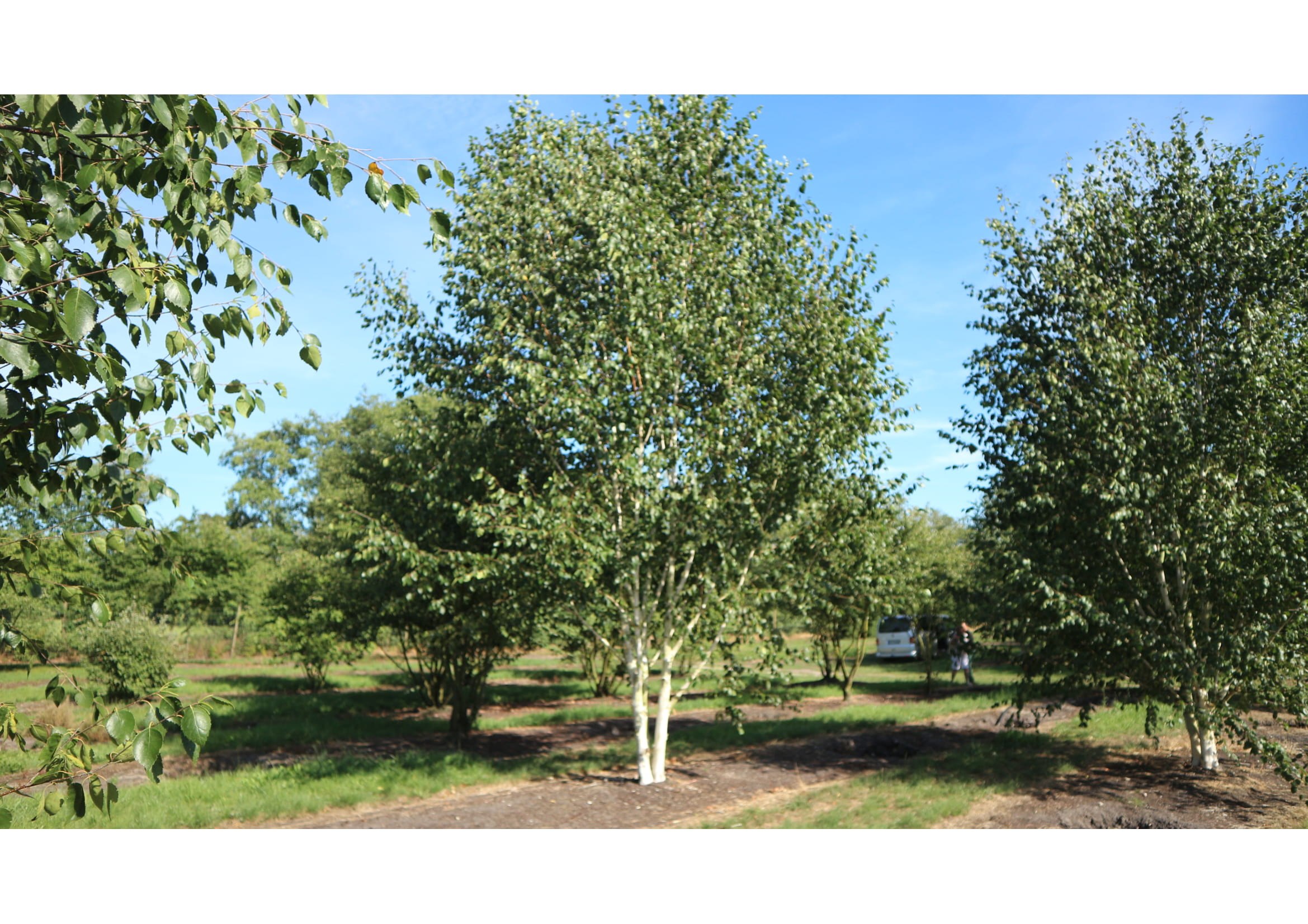 Береза вишневая