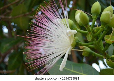 Баррингтония азиатская Баррингтония азиатская
