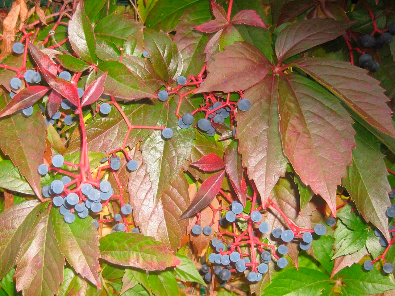 Девичий виноград прикрепленный