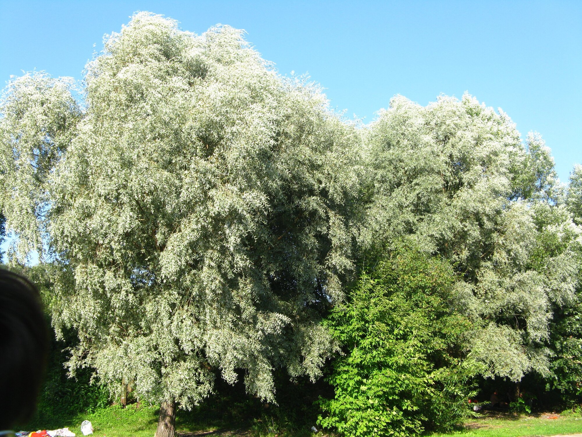 Ива пепельная