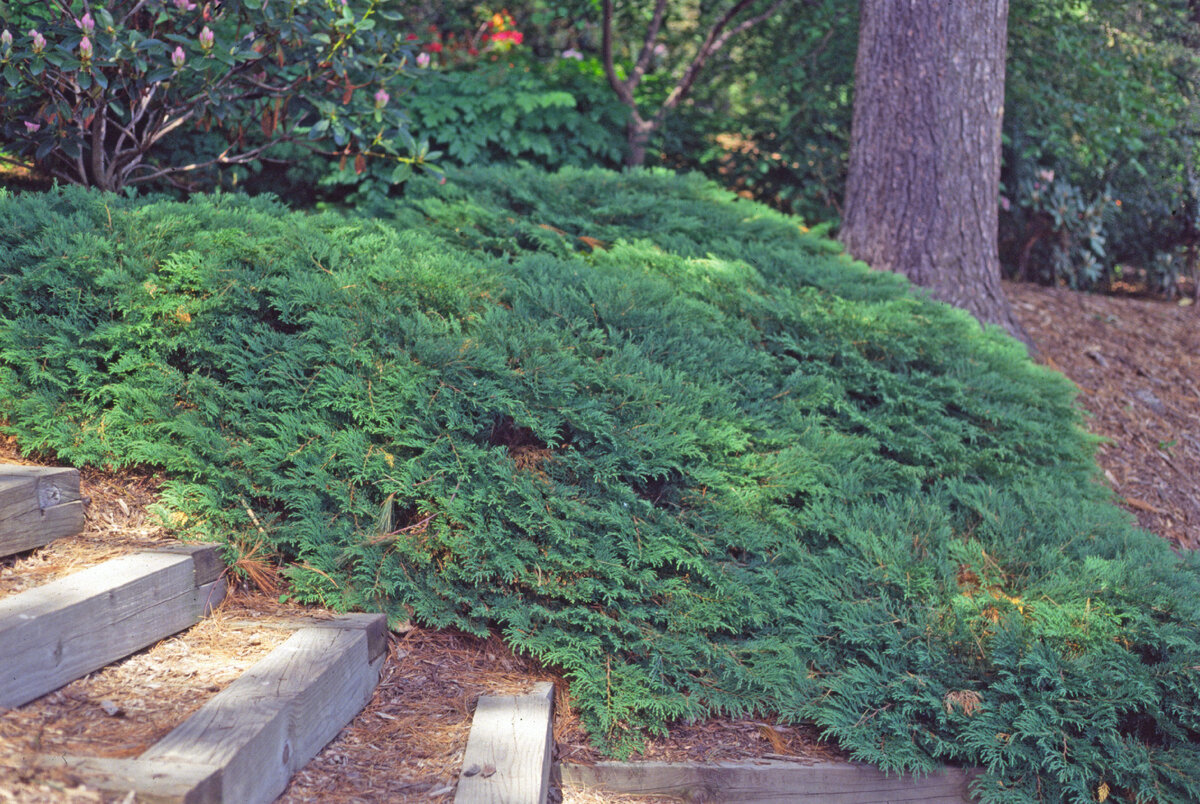 Микробиота