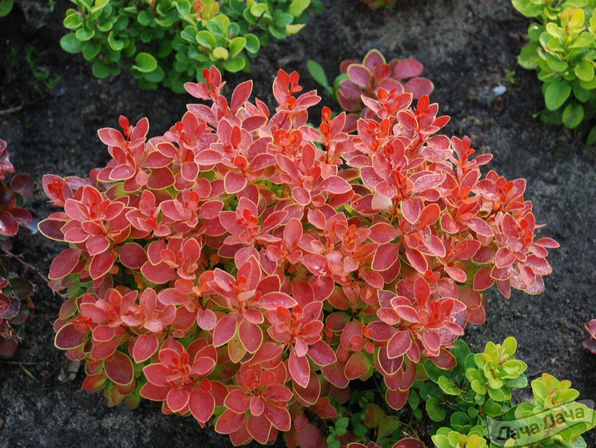 Барбарисовые Барбарисовые