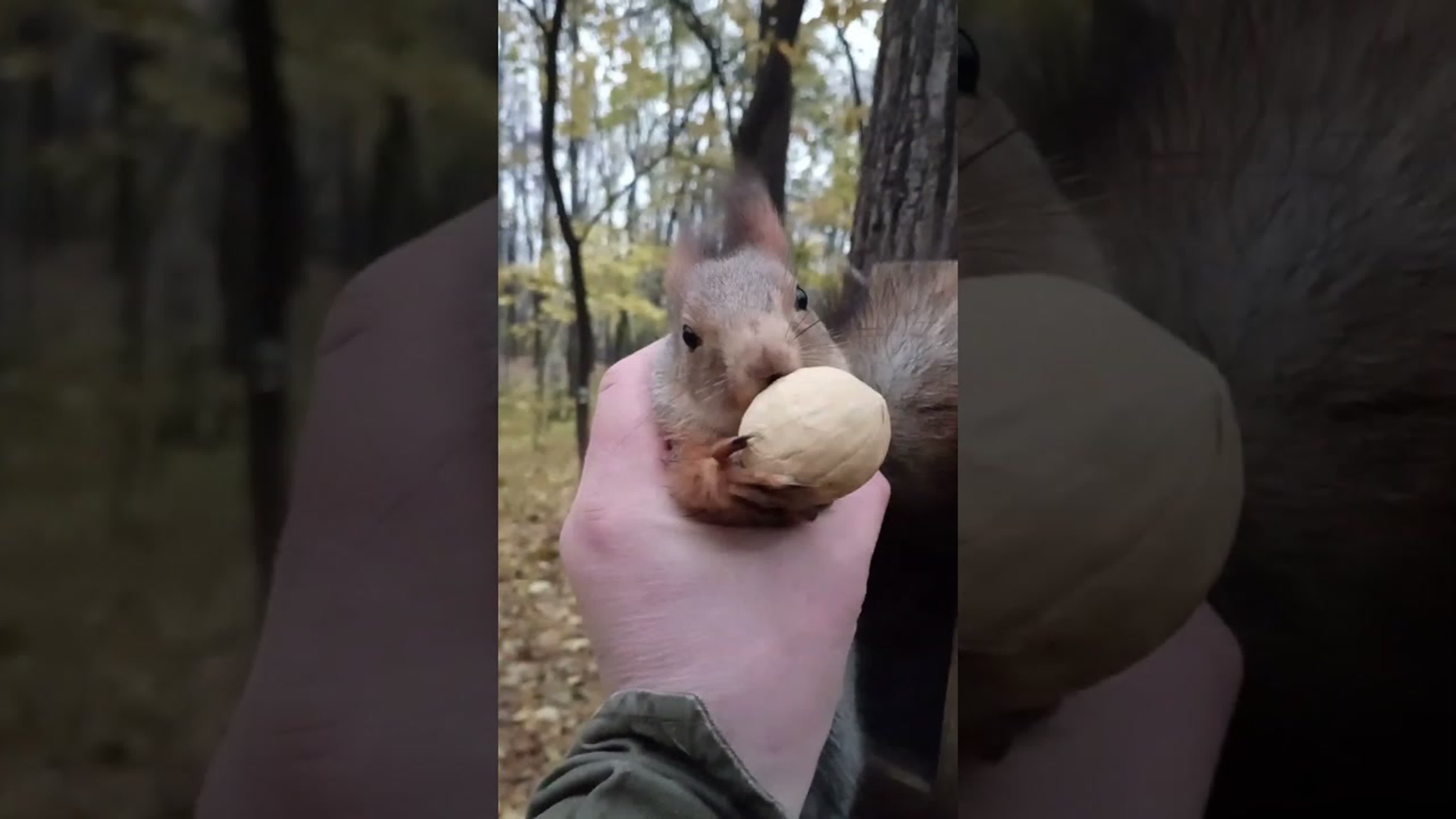 Орех грецкий Орех грецкий