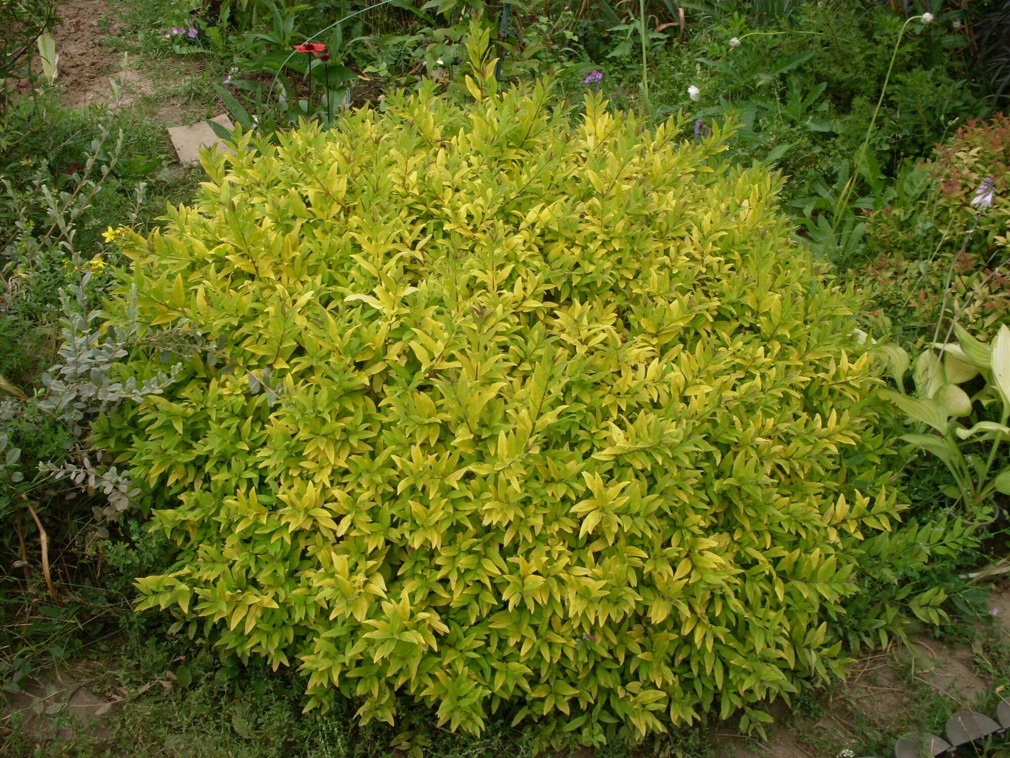 Бирючина золотистая