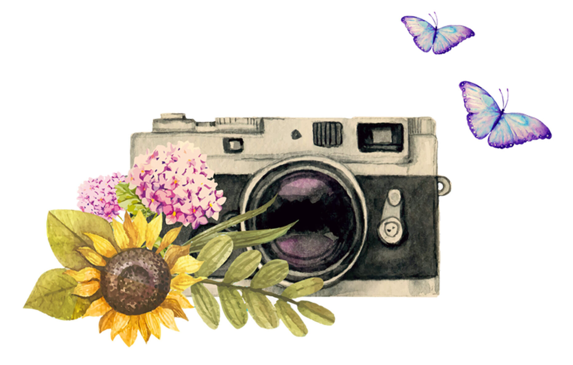 Гортензия пепельная Гортензия пепельная