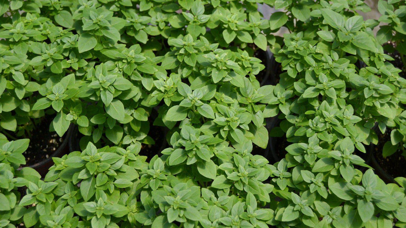 Базилик приятнейший