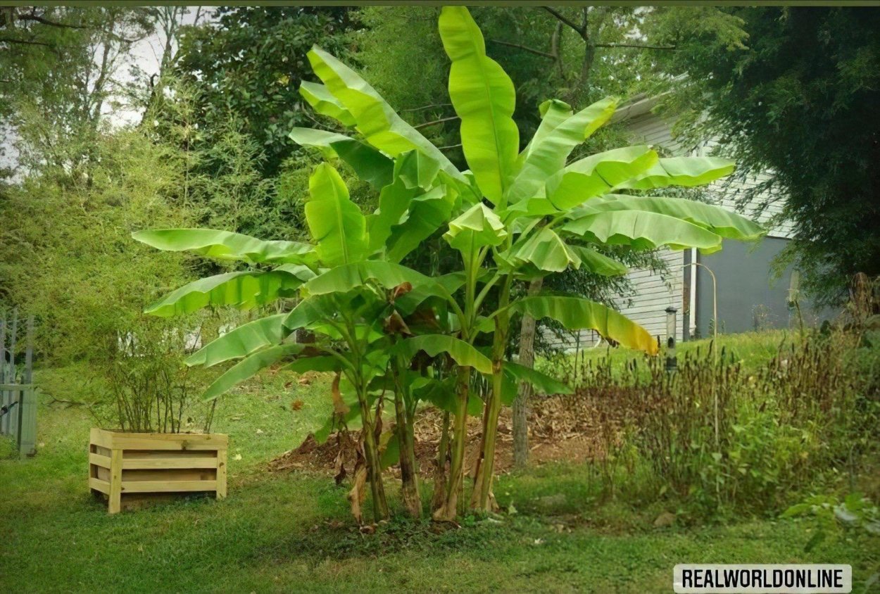 Банан японский Банан японский