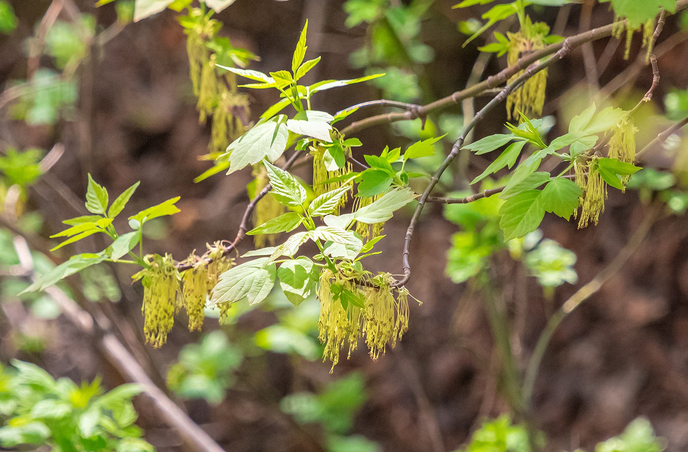Клён ясенелистный