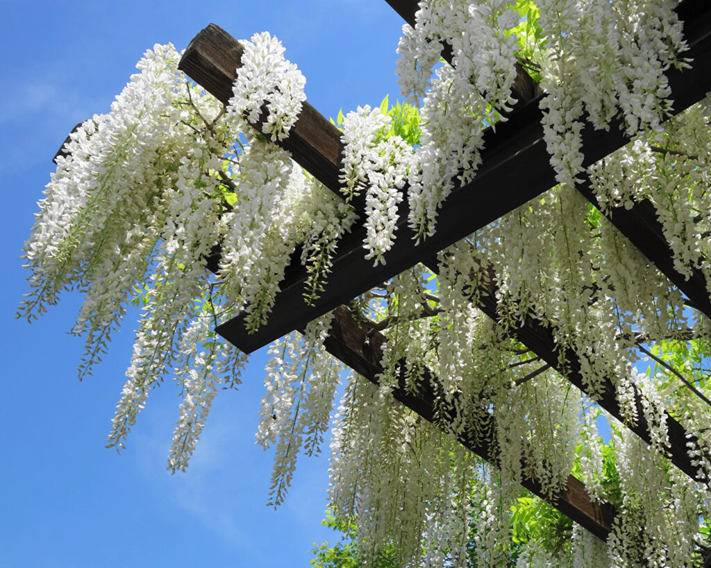Глициния обильноцветущая Глициния обильноцветущая