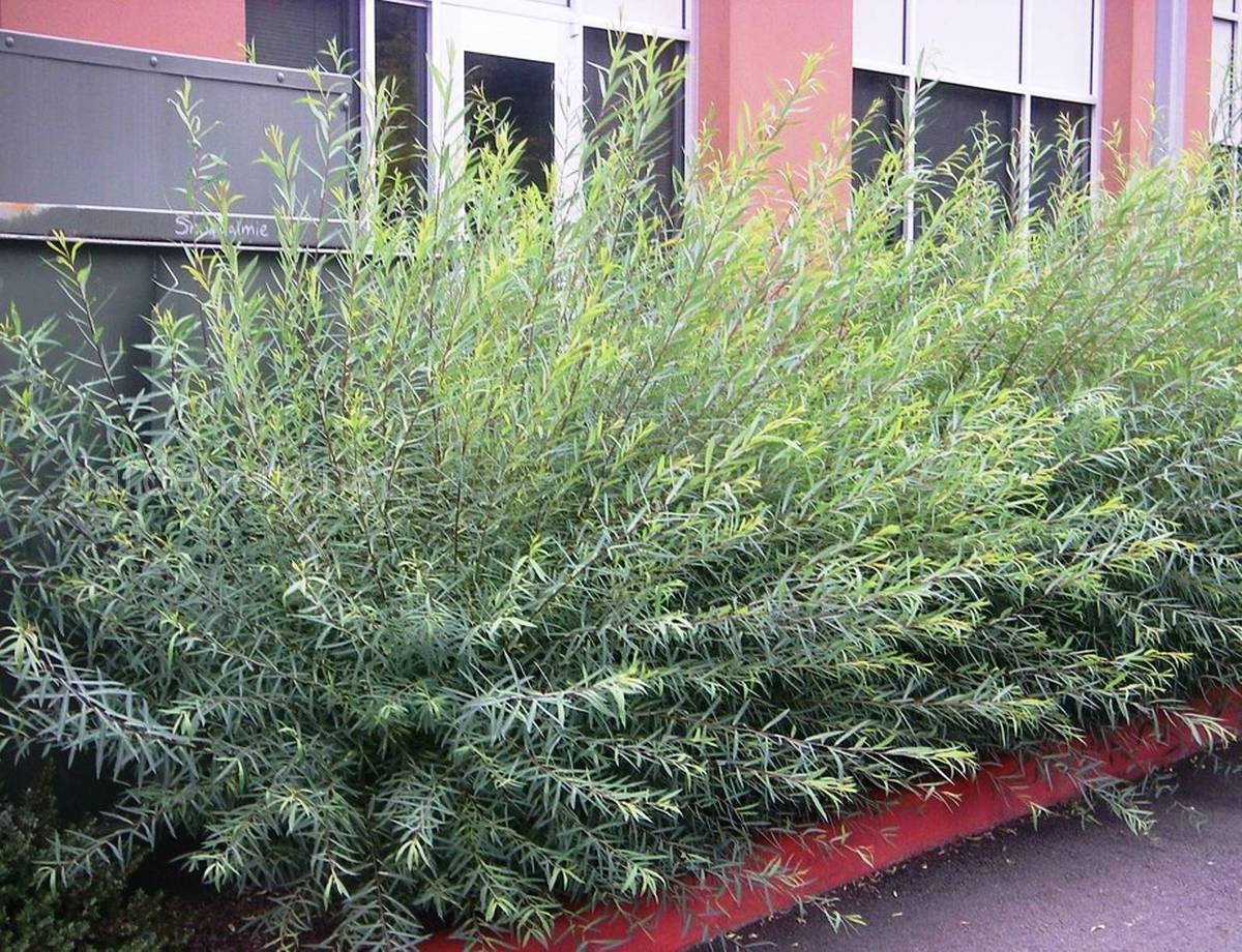 Ива пурпурная Ива пурпурная