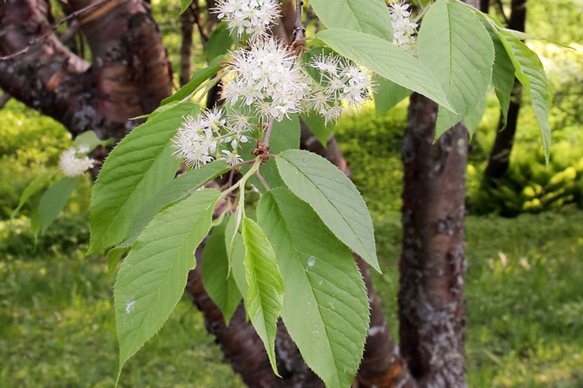 Черемуха Маака