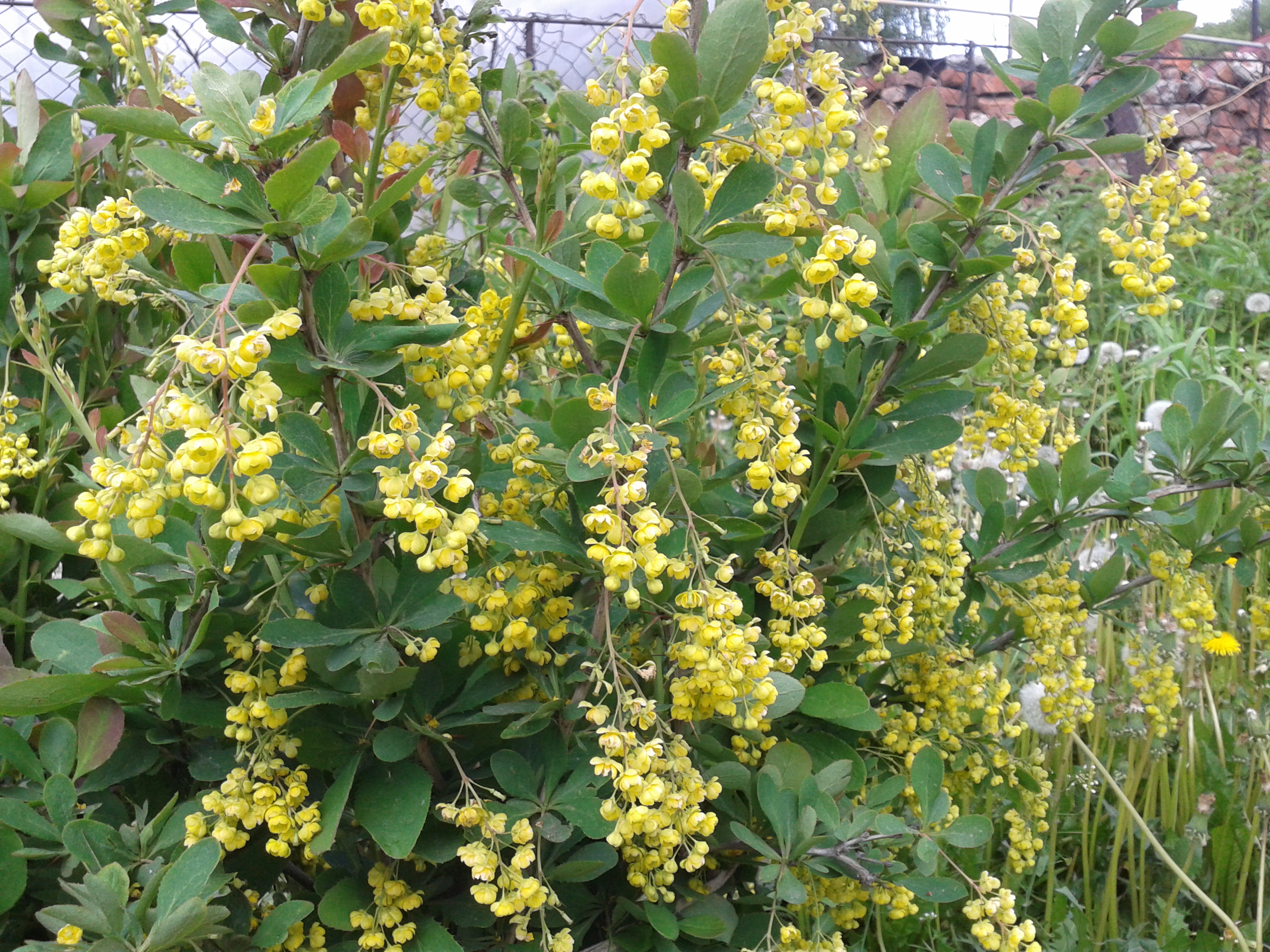 Барбарис сибирский Барбарис сибирский