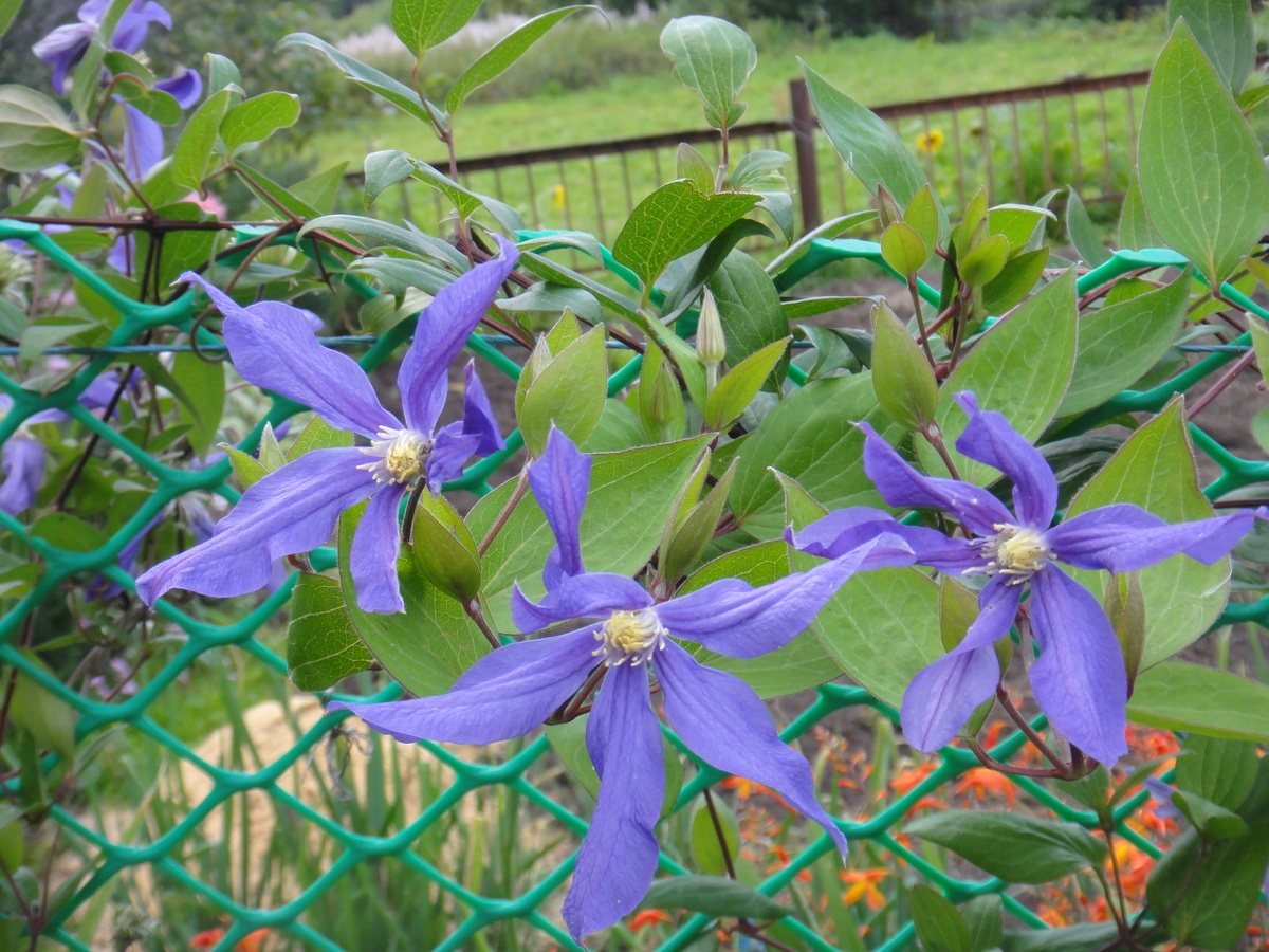 Ломонос сизый