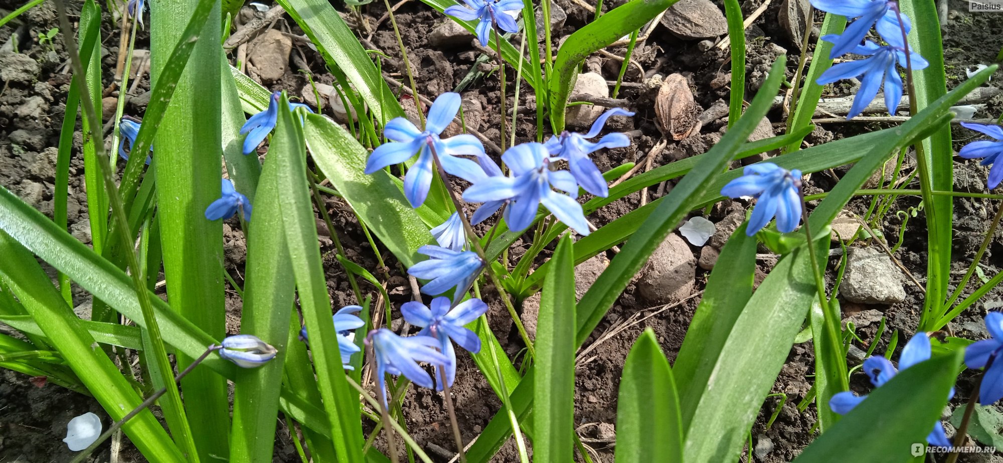 Пролеска