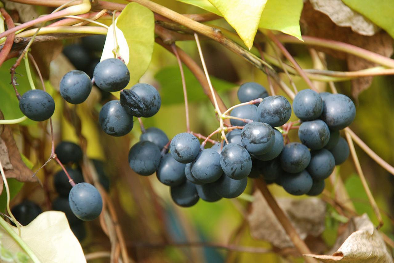 Луносемянник гибридный