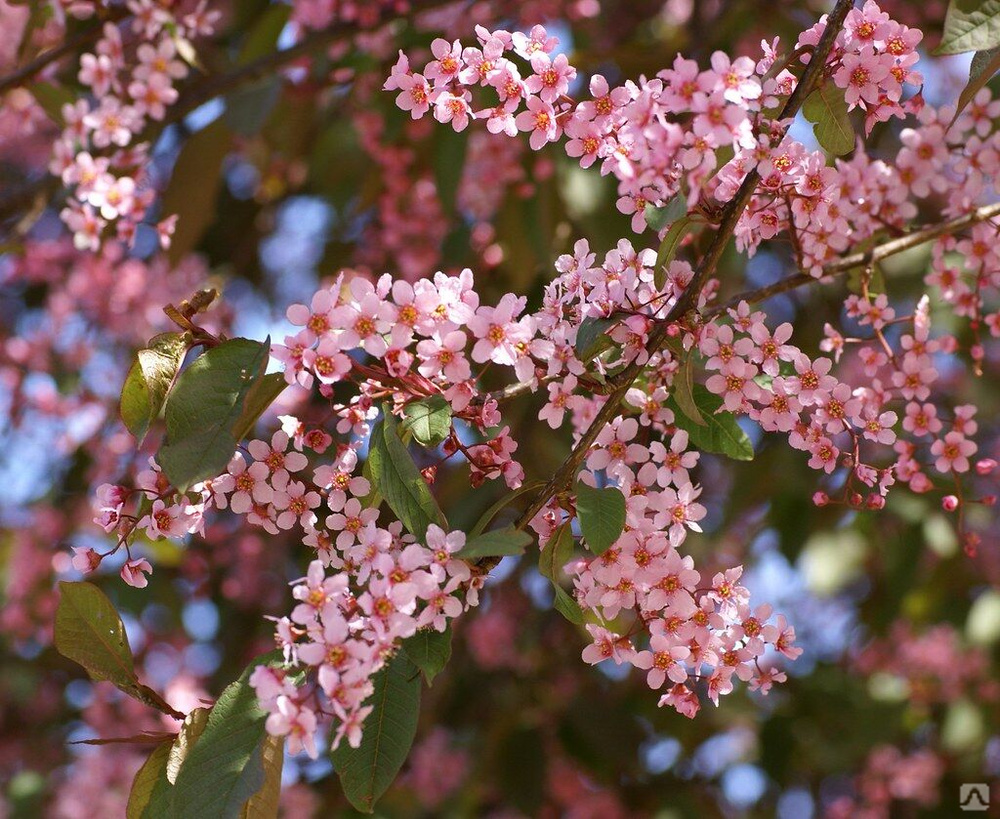 Черемуха сьори