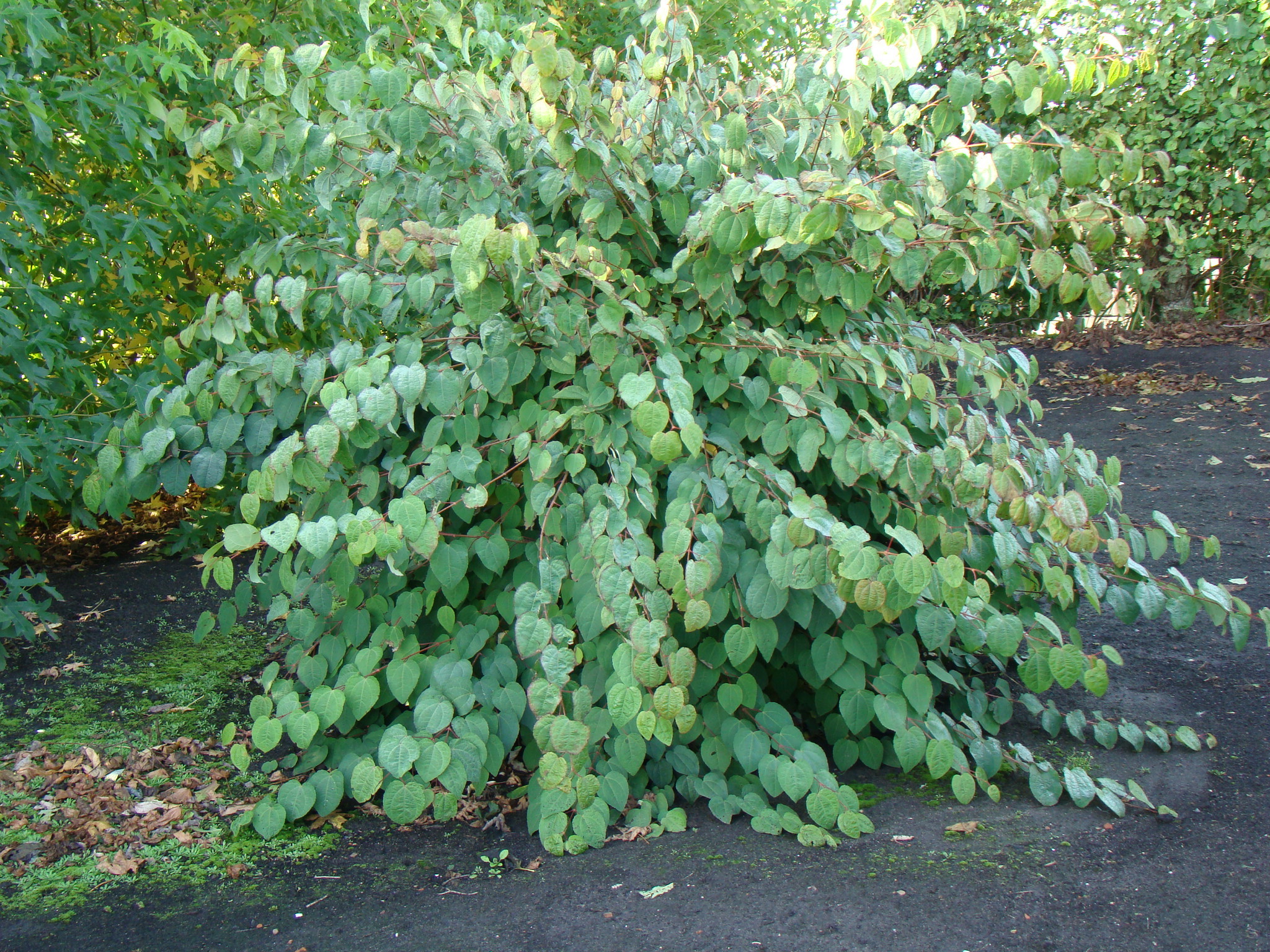 Багрянник японский