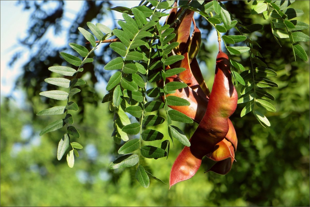 Гледичия трехколючковая Гледичия трехколючковая
