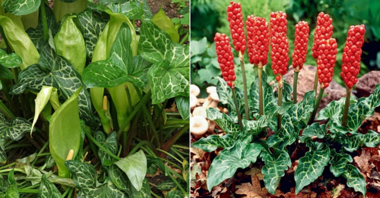 Безвкусница щирицевидная