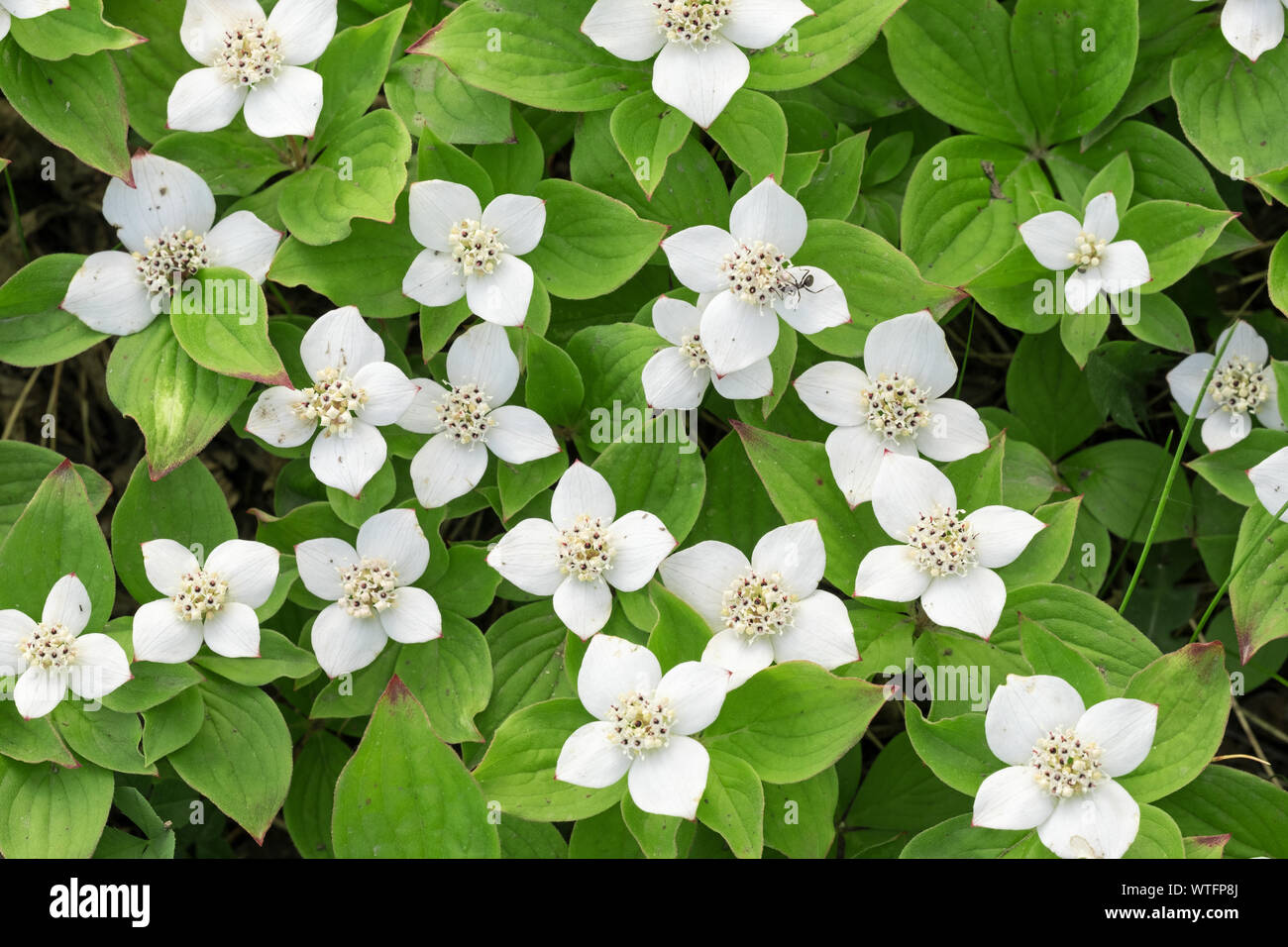 Дерен канадский Дерен канадский